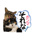 保護猫ミーくんとおともだち《第三弾》（個別スタンプ：28）