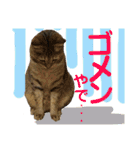 保護猫ミーくんとおともだち《第三弾》（個別スタンプ：29）