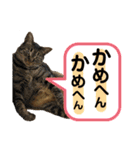 保護猫ミーくんとおともだち《第三弾》（個別スタンプ：30）
