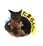保護猫ミーくんとおともだち《第三弾》（個別スタンプ：31）