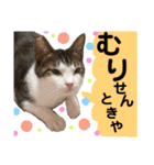 保護猫ミーくんとおともだち《第三弾》（個別スタンプ：32）