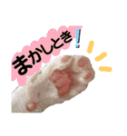 保護猫ミーくんとおともだち《第三弾》（個別スタンプ：34）