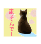 保護猫ミーくんとおともだち《第三弾》（個別スタンプ：35）