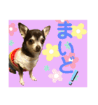 保護猫ミーくんとおともだち《第三弾》（個別スタンプ：36）