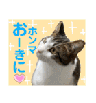 保護猫ミーくんとおともだち《第三弾》（個別スタンプ：37）