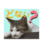 保護猫ミーくんとおともだち《第三弾》（個別スタンプ：38）