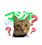 保護猫ミーくんとおともだち《第三弾》（個別スタンプ：39）