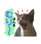 保護猫ミーくんとおともだち《第三弾》（個別スタンプ：40）