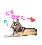 讃岐×ハスキー（個別スタンプ：12）
