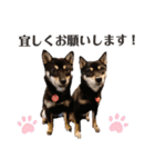 柴犬こまうり（個別スタンプ：1）