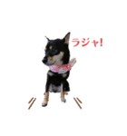 柴犬こまうり（個別スタンプ：2）