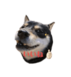 柴犬こまうり（個別スタンプ：3）