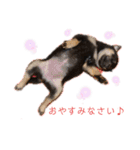 柴犬こまうり（個別スタンプ：5）