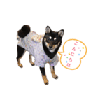 柴犬こまうり（個別スタンプ：6）