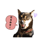 柴犬こまうり（個別スタンプ：7）