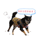 柴犬こまうり（個別スタンプ：8）