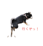 柴犬こまうり（個別スタンプ：9）