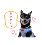 柴犬こまうり（個別スタンプ：10）