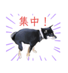柴犬こまうり（個別スタンプ：11）