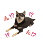 柴犬こまうり（個別スタンプ：12）