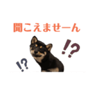 柴犬こまうり（個別スタンプ：13）