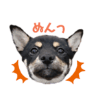 柴犬こまうり（個別スタンプ：14）