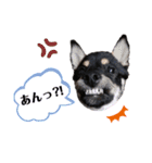 柴犬こまうり（個別スタンプ：15）