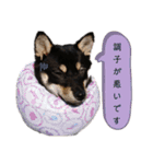 柴犬こまうり（個別スタンプ：16）