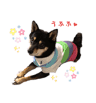 柴犬こまうり（個別スタンプ：17）