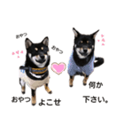 柴犬こまうり（個別スタンプ：18）