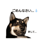 柴犬こまうり（個別スタンプ：19）