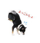 柴犬こまうり（個別スタンプ：20）