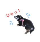柴犬こまうり（個別スタンプ：21）