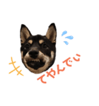 柴犬こまうり（個別スタンプ：22）