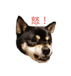 柴犬こまうり（個別スタンプ：23）