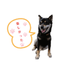 柴犬こまうり（個別スタンプ：24）