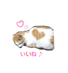 N's style #1（個別スタンプ：16）