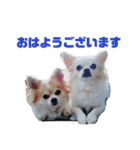 しょう＆ちい（チワワ）②（個別スタンプ：4）