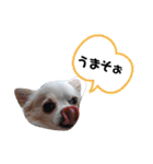 しょう＆ちい（チワワ）②（個別スタンプ：16）
