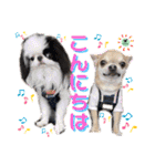picorinaスタンプ★（個別スタンプ：1）