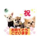 picorinaスタンプ★（個別スタンプ：5）