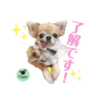 picorinaスタンプ★（個別スタンプ：6）