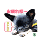 picorinaスタンプ★（個別スタンプ：7）