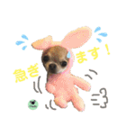 picorinaスタンプ★（個別スタンプ：11）