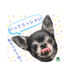picorinaスタンプ★（個別スタンプ：12）