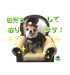 picorinaスタンプ★（個別スタンプ：13）