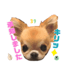 picorinaスタンプ★（個別スタンプ：16）