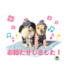 picorinaスタンプ★（個別スタンプ：17）