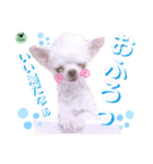 picorinaスタンプ★（個別スタンプ：20）