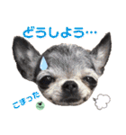 picorinaスタンプ★（個別スタンプ：23）